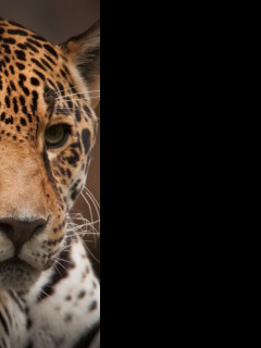 Tapeta jaguar_2