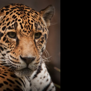 Tapeta jaguar_2