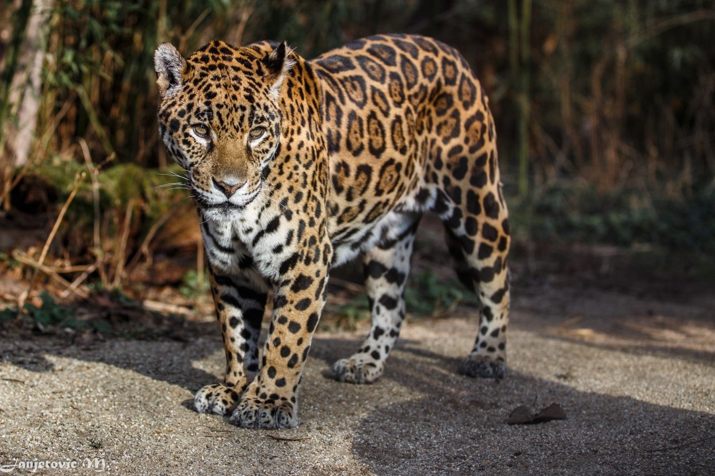 Tapeta jaguar_3