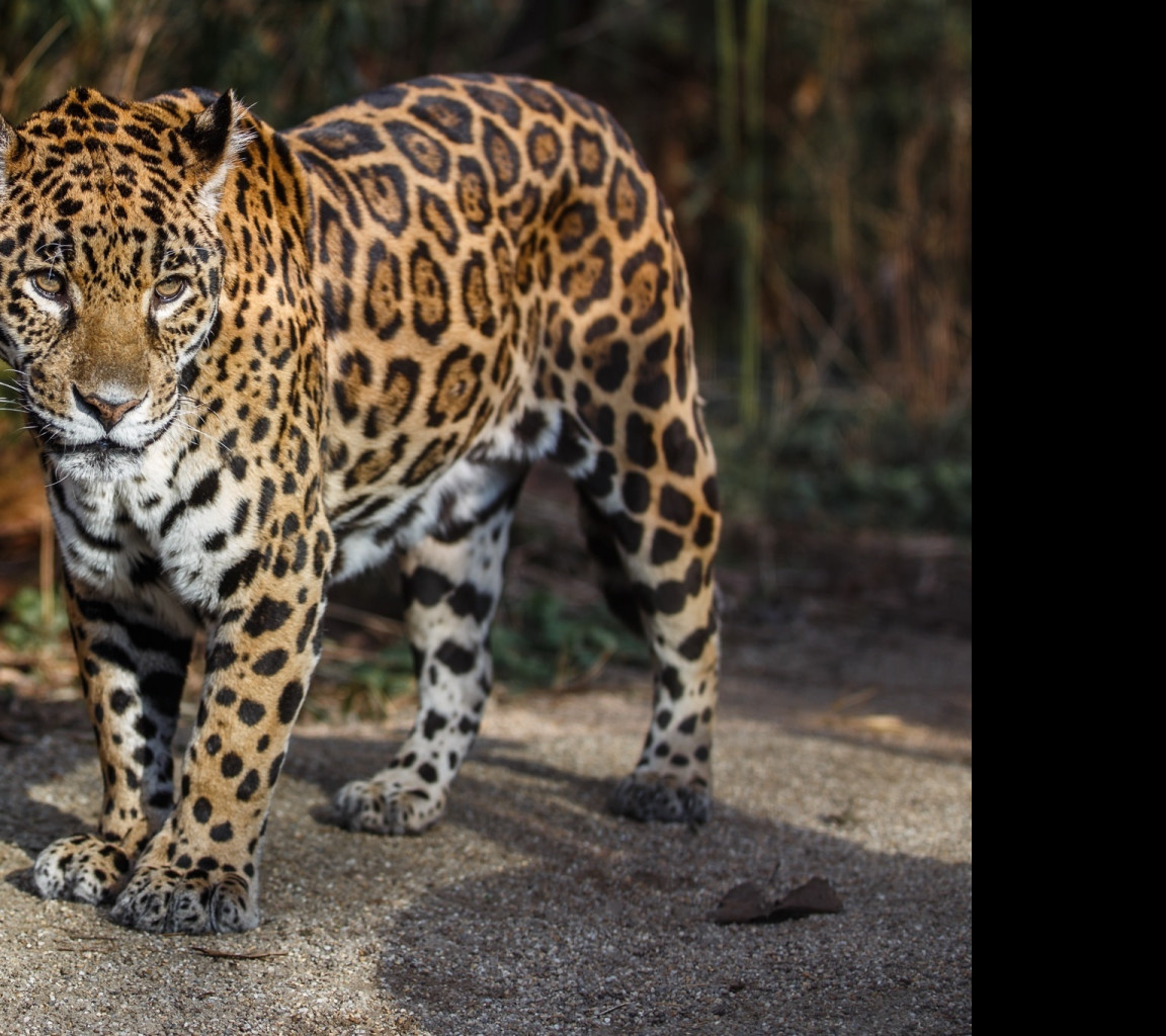 Tapeta jaguar_3