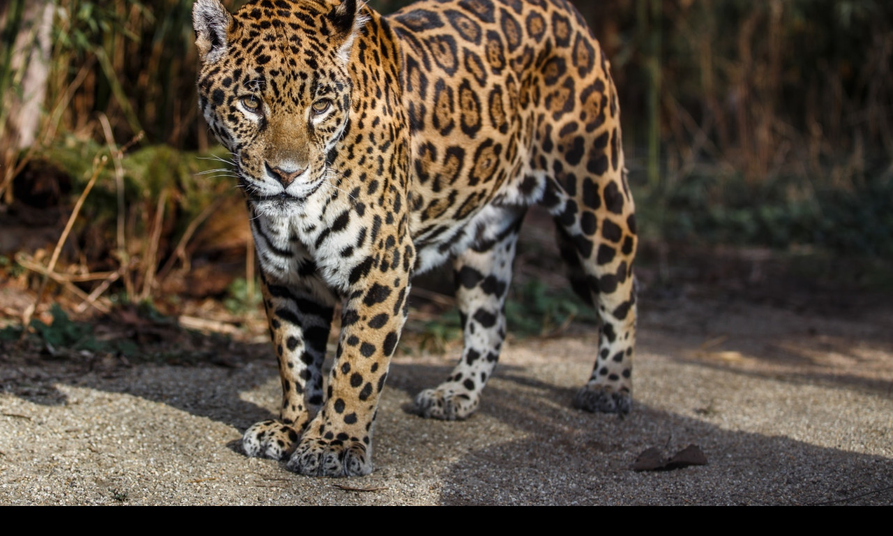 Tapeta jaguar_3