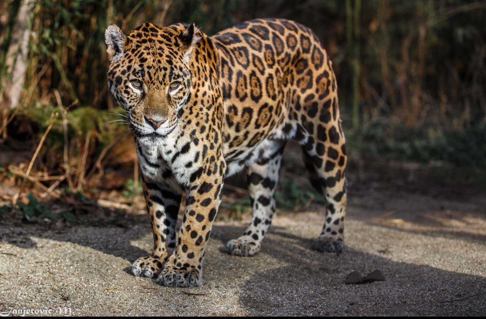 Tapeta jaguar_3