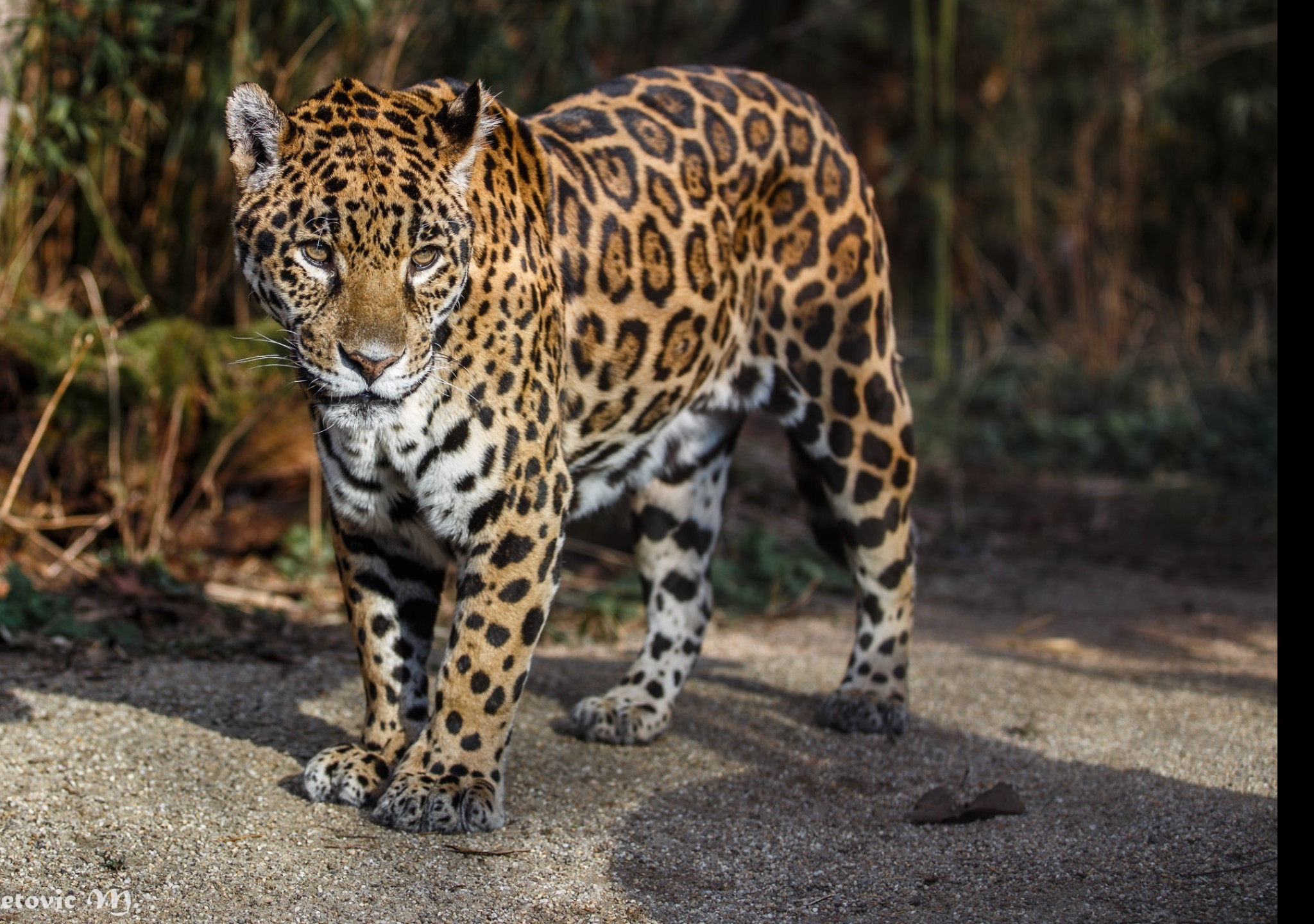 Tapeta jaguar_3