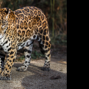 Tapeta jaguar_3