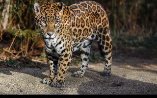 Tapeta jaguar_3