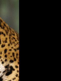 Tapeta jaguar_4
