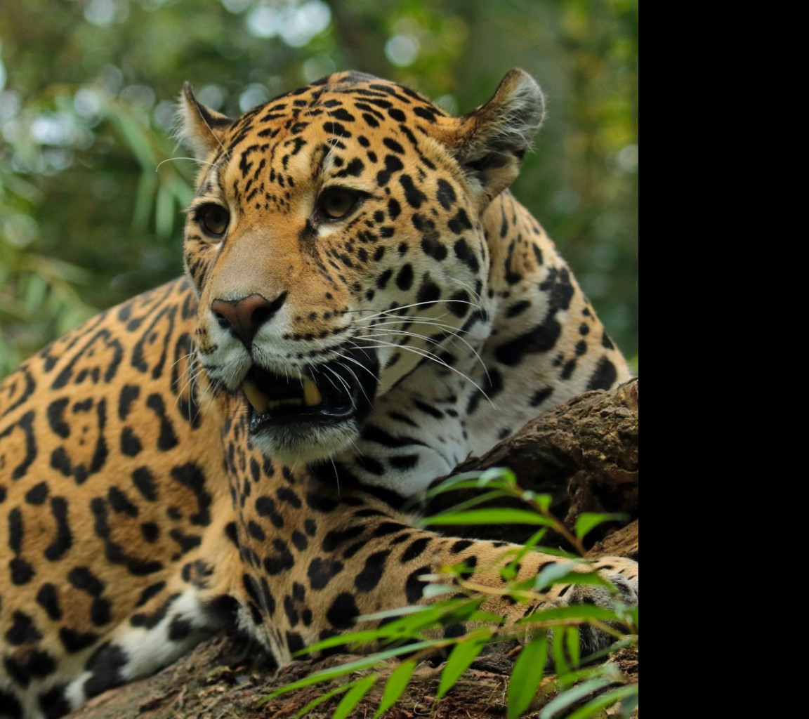 Tapeta jaguar_5_