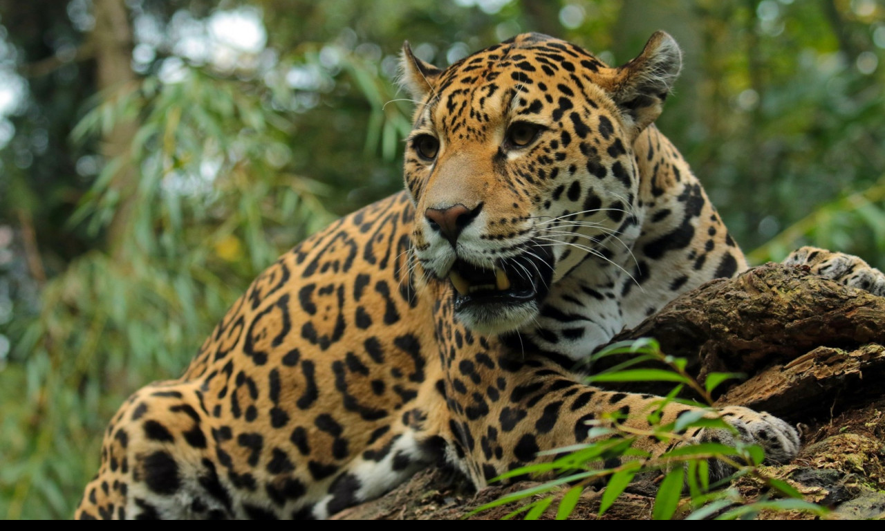 Tapeta jaguar_5_