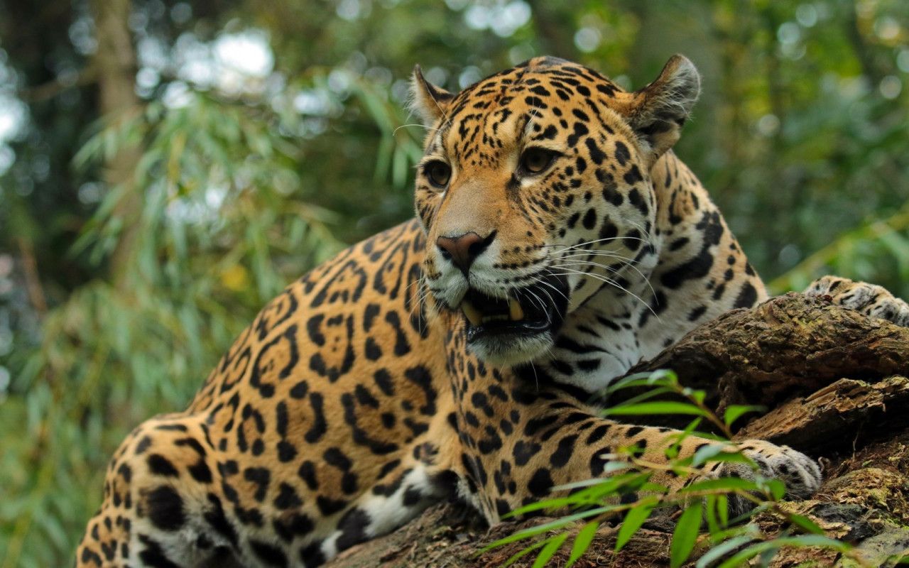 Tapeta jaguar_5_