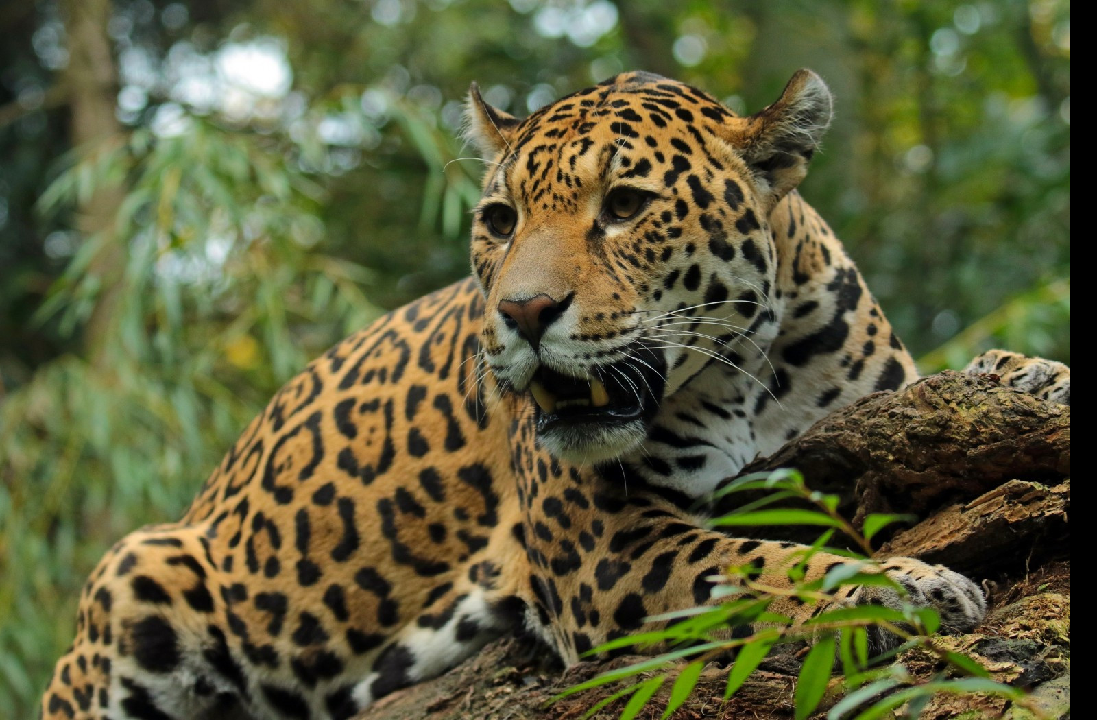 Tapeta jaguar_5_