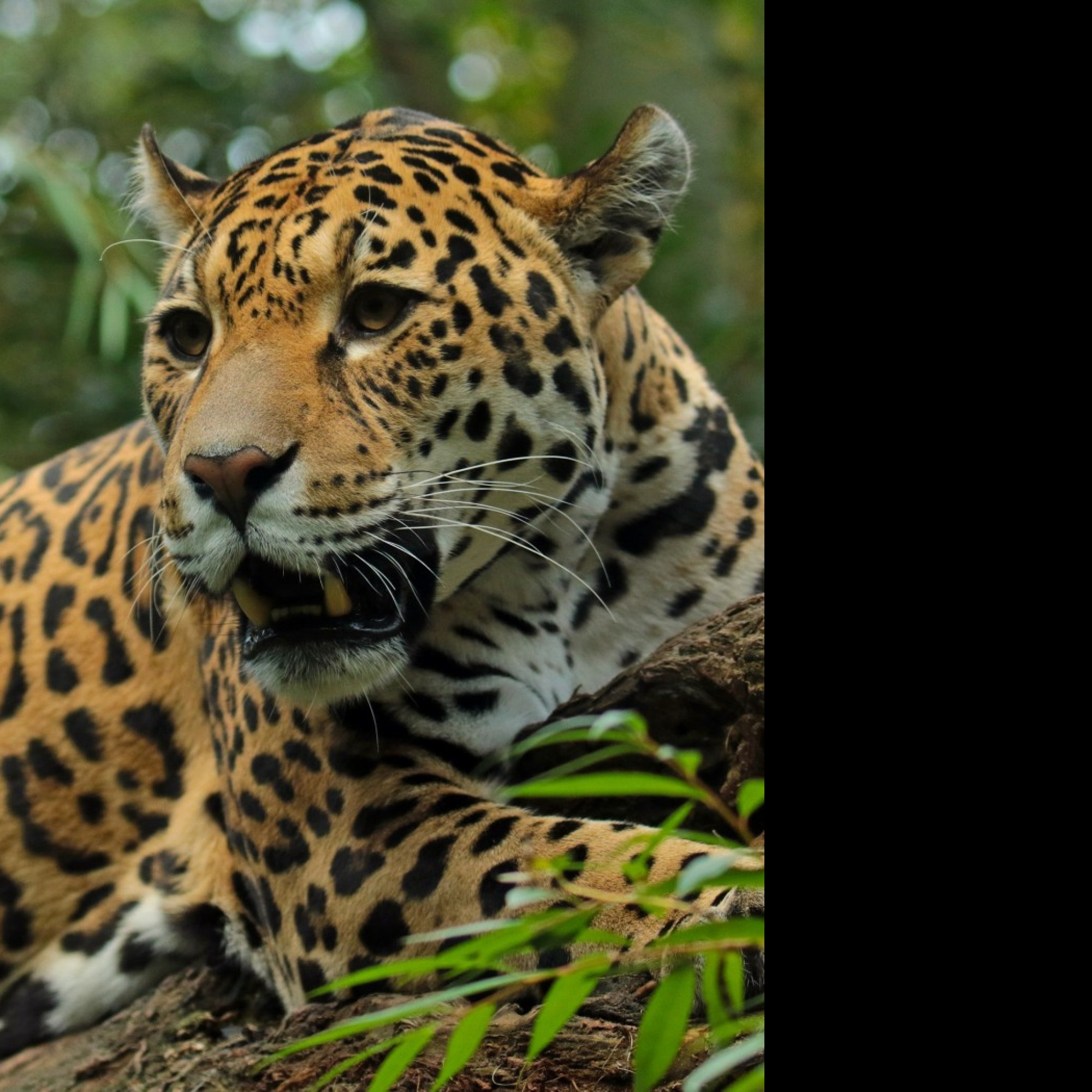 Tapeta jaguar_5_