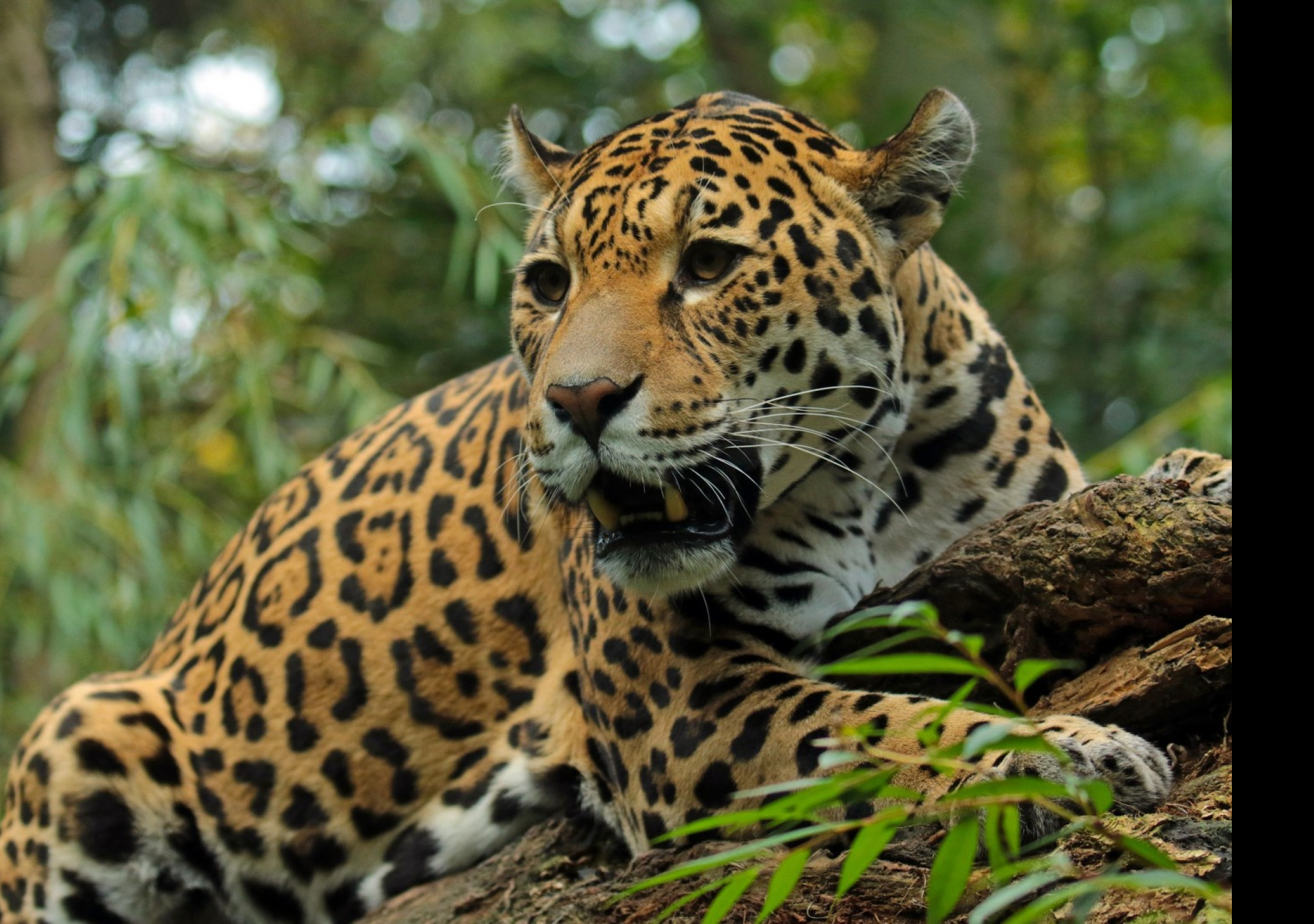 Tapeta jaguar_5_