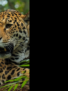 Tapeta jaguar_5_