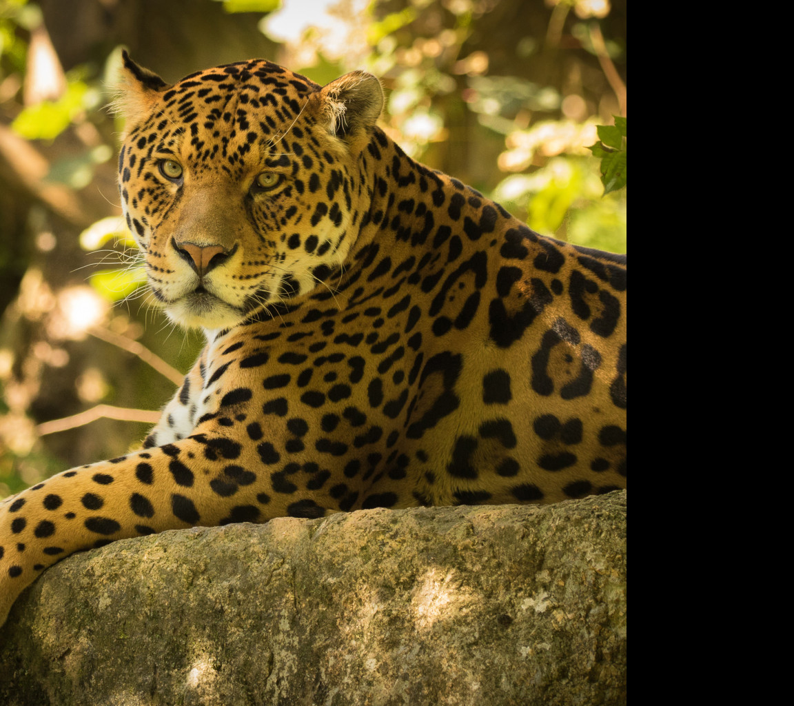 Tapeta jaguar_6