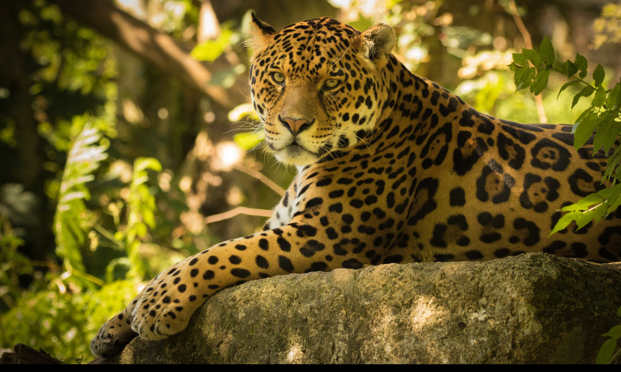 Tapeta jaguar_6