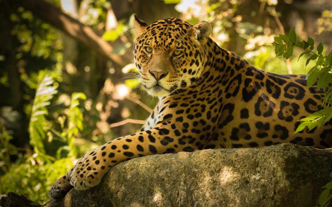 Tapeta jaguar_6