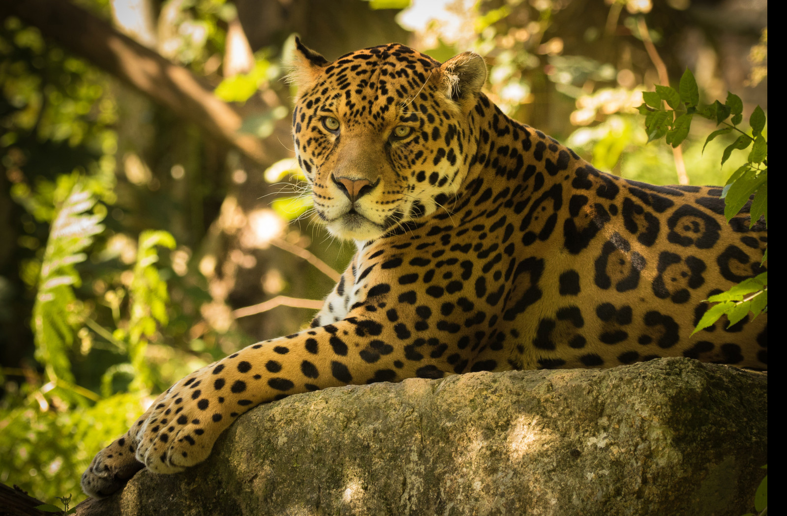 Tapeta jaguar_6