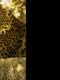 Tapeta jaguar_6