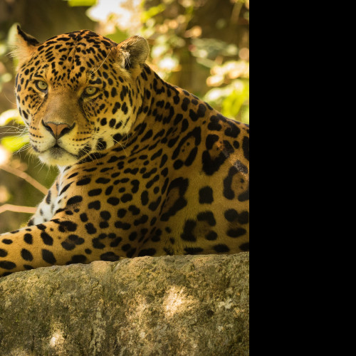 Tapeta jaguar_6