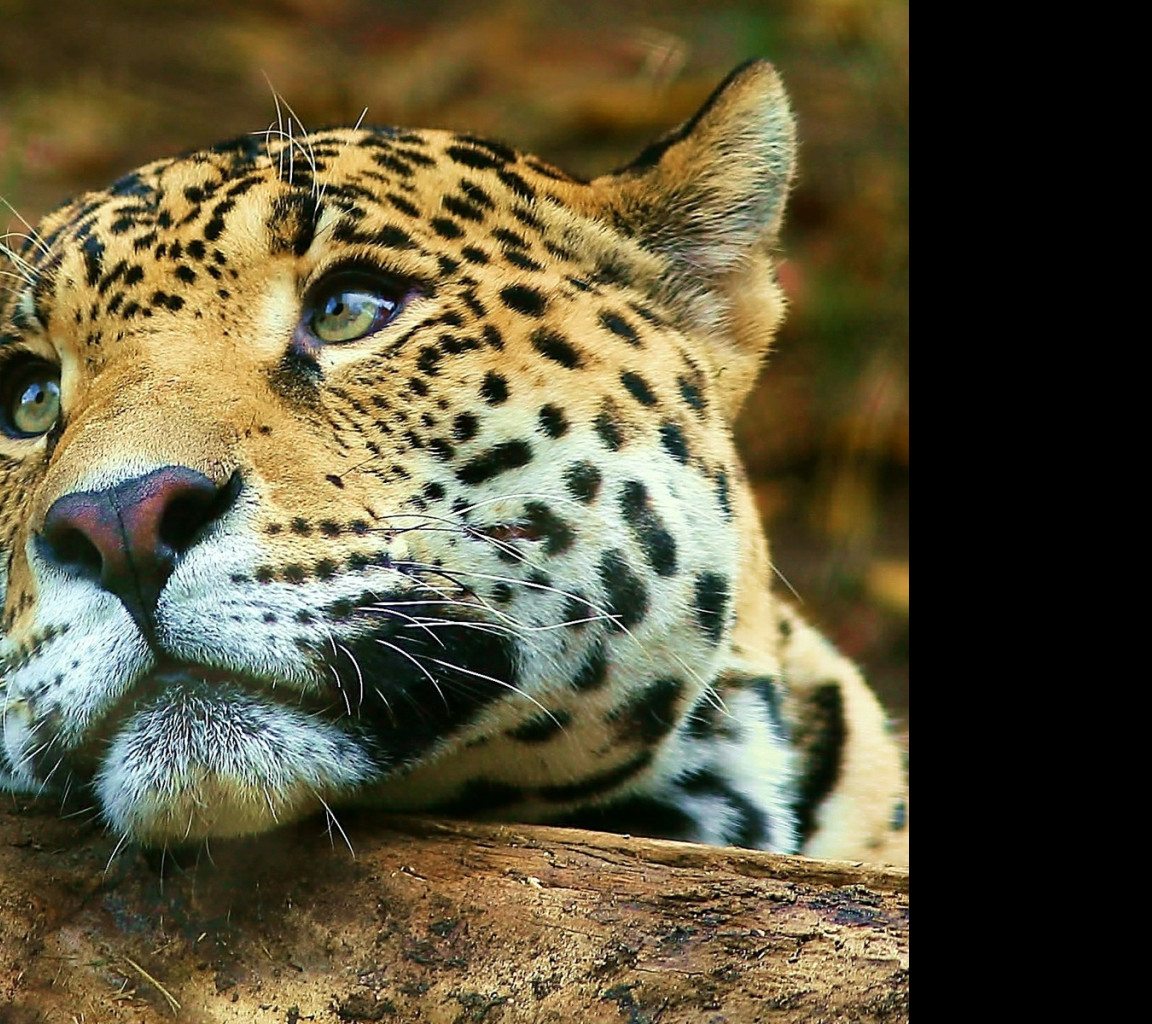 Tapeta jaguar_7