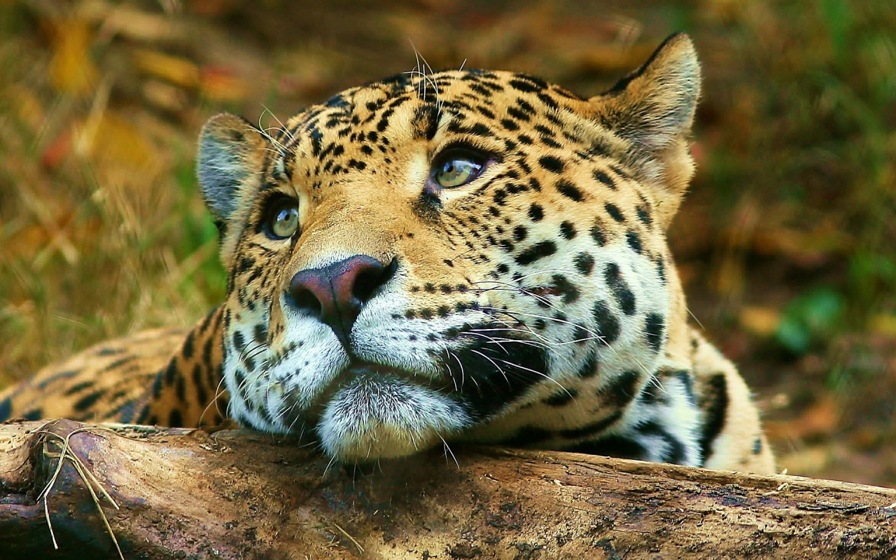 Tapeta jaguar_7