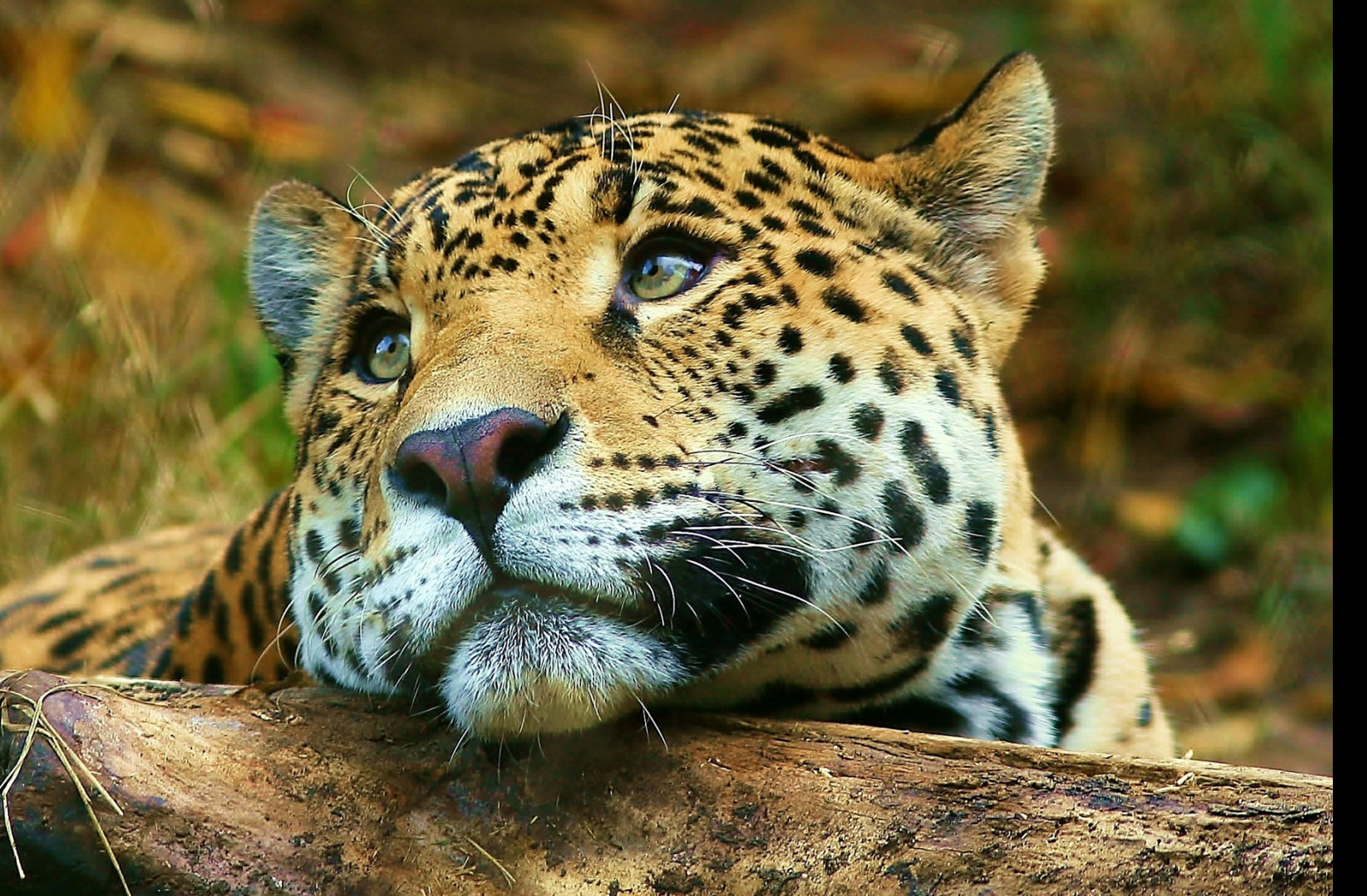 Tapeta jaguar_7