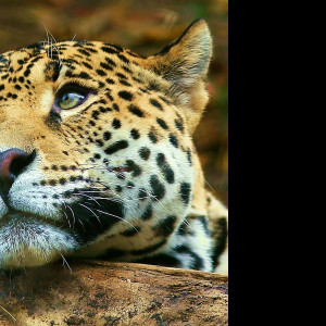 Tapeta jaguar_7