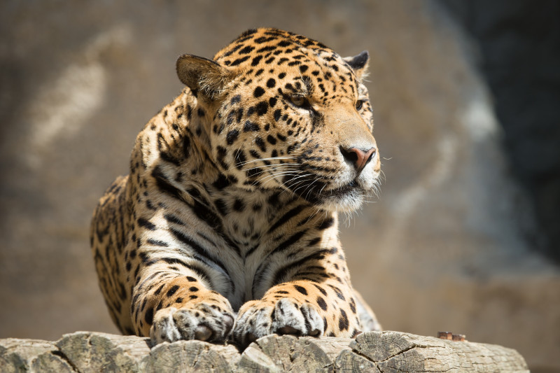 Tapeta jaguar_8