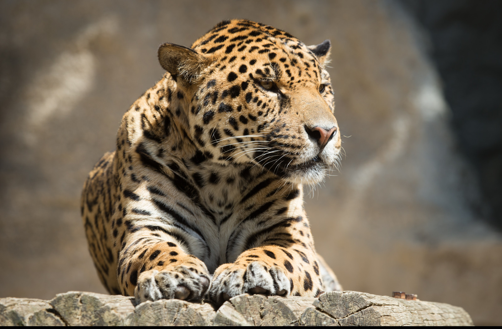 Tapeta jaguar_8