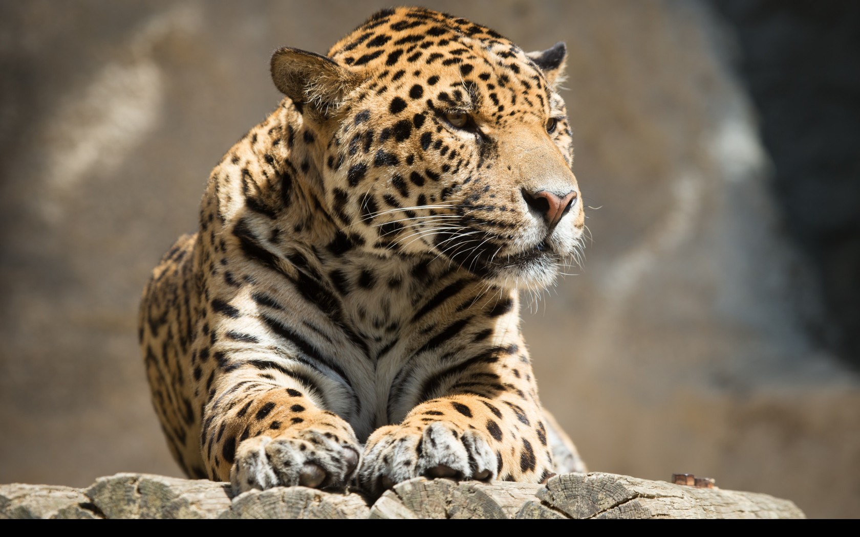 Tapeta jaguar_8