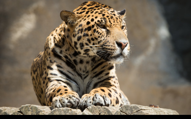 Tapeta jaguar_8