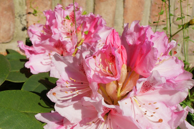Tapeta: Jarn rododendron