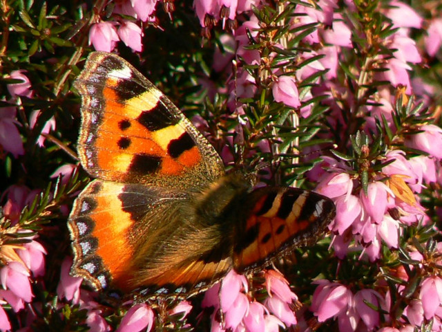 Tapeta jarni_motyl