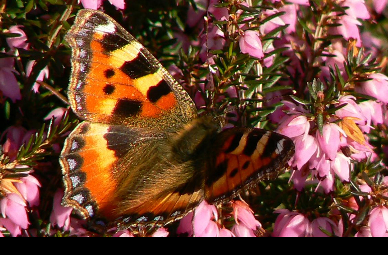 Tapeta jarni_motyl