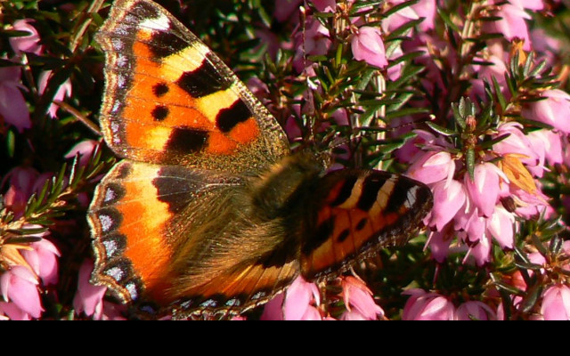 Tapeta jarni_motyl