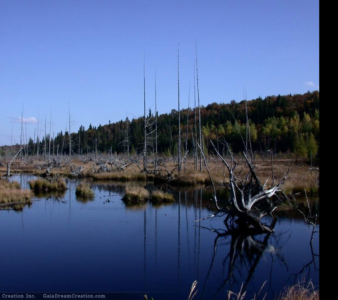 Tapeta jezero5