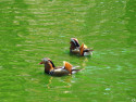 Tapeta Kachny - Zoo Olomouc