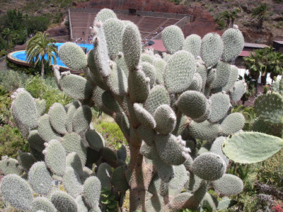 Tapeta: kaktus GC13