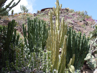 Tapeta: kaktus GC 10