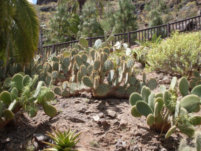 Tapeta: kaktus GC 2