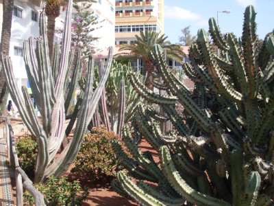 Tapeta: kaktus u hotele GC