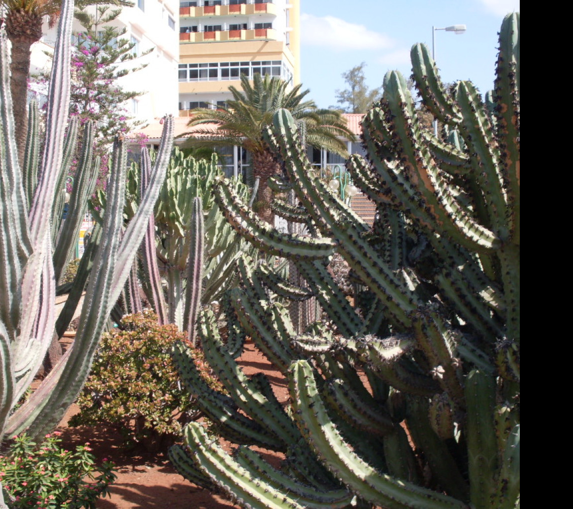 Tapeta kaktus_u_hotele_gc