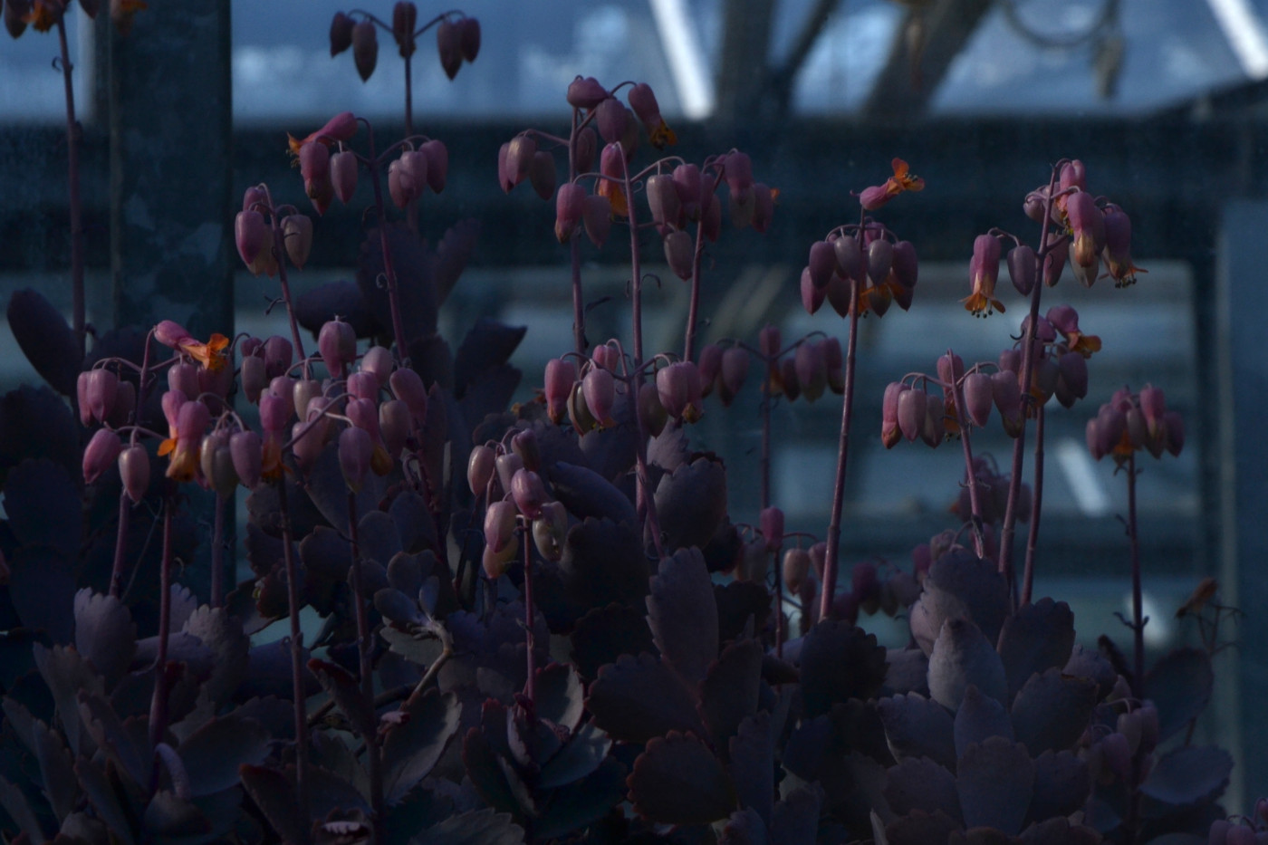 Tapeta kalanchoe