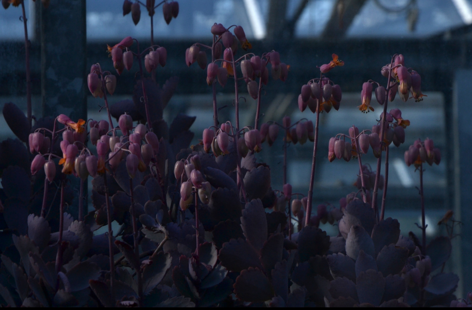 Tapeta kalanchoe