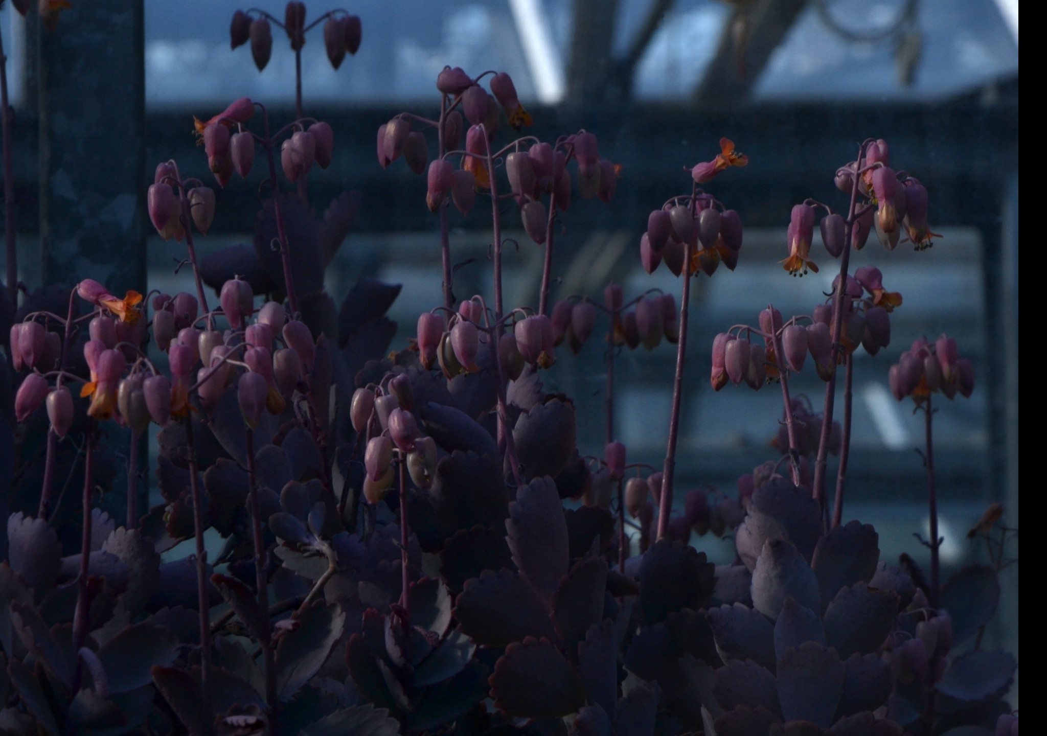 Tapeta kalanchoe