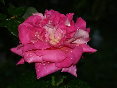 Tapeta: Kapky na růži