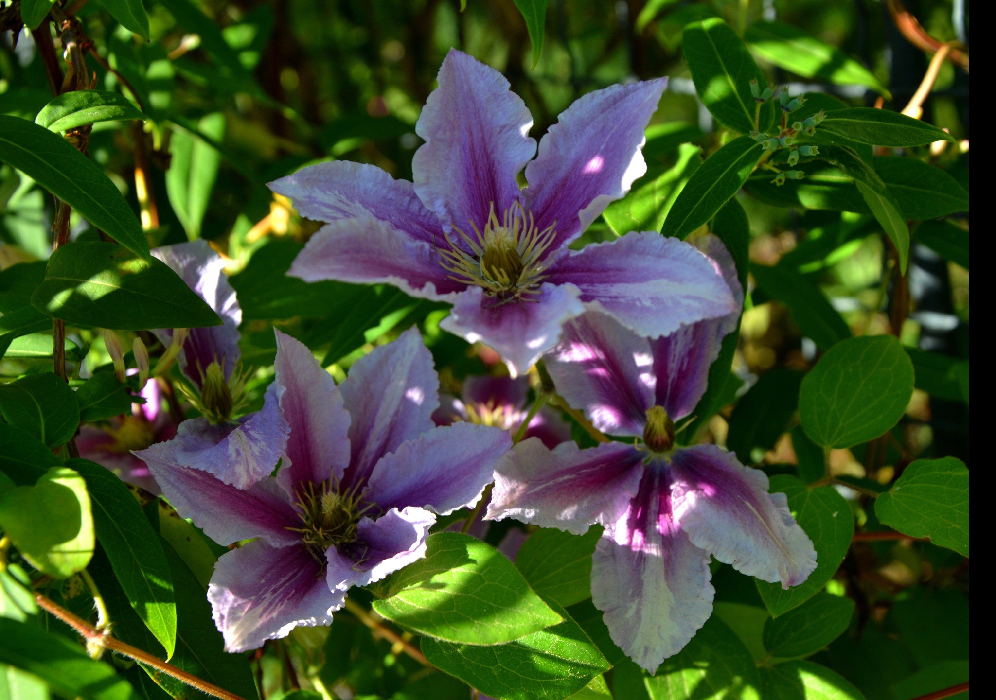 Tapeta klematis_1