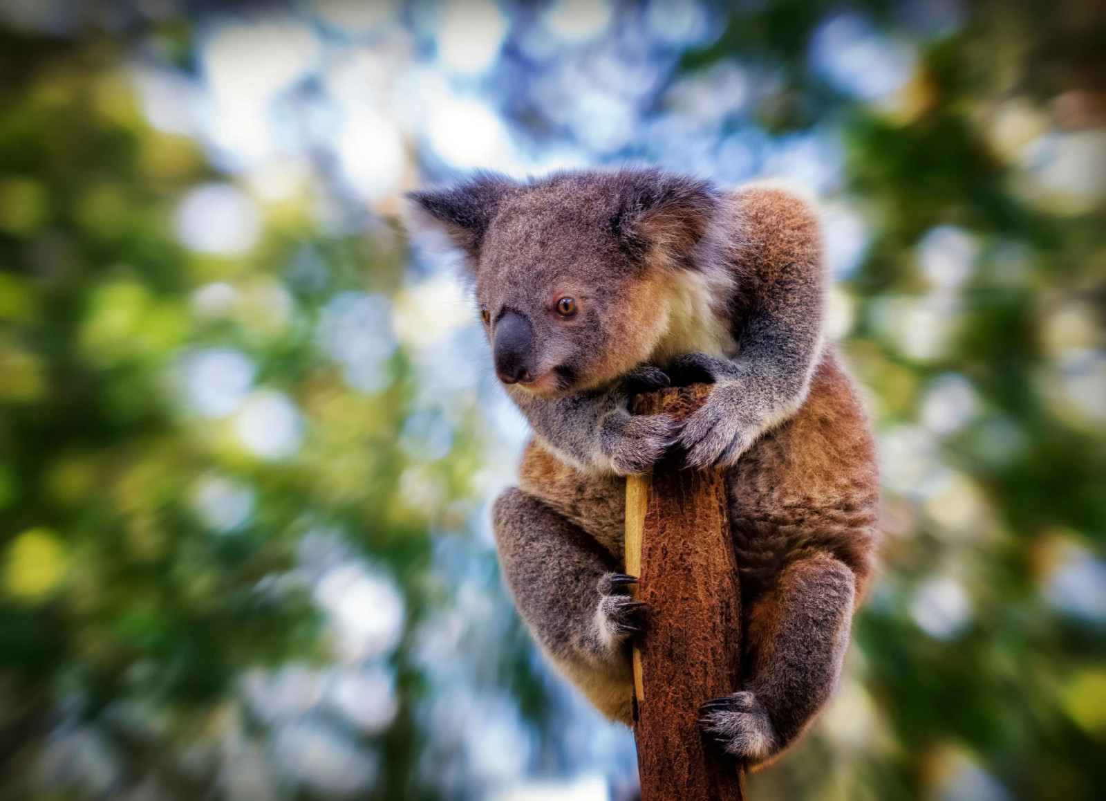 Tapeta koala