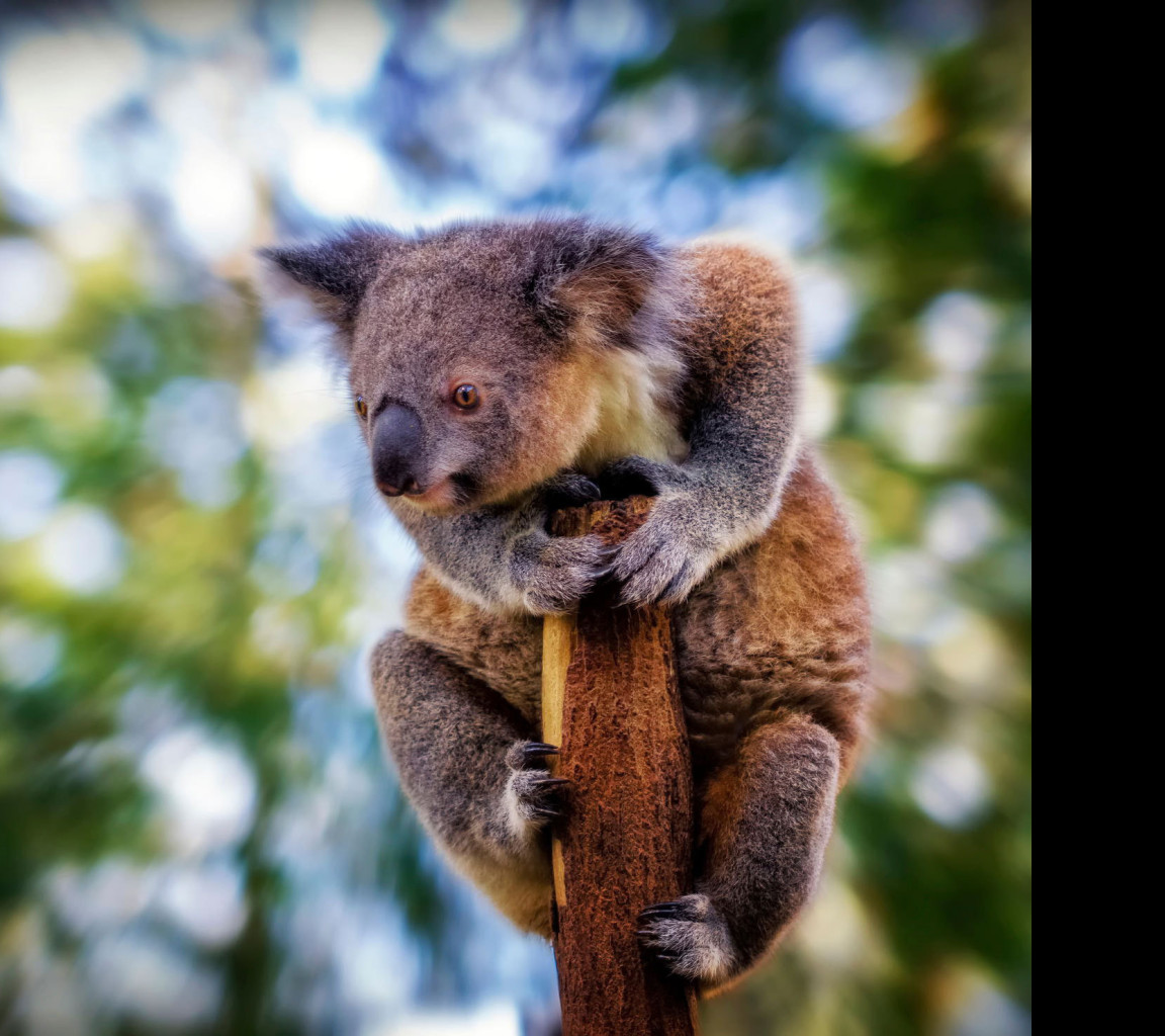 Tapeta koala