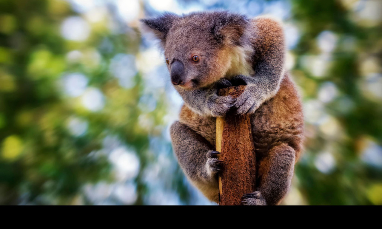 Tapeta koala